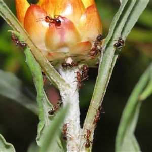 Papyrius sp. (genus) at Acton, ACT - suppressed