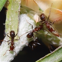 Papyrius sp. (genus) at Acton, ACT - suppressed