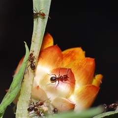 Papyrius sp. (genus) at Acton, ACT - suppressed