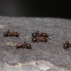 Papyrius sp. (genus) (A Coconut Ant) at Acton, ACT - 12 Nov 2024 by TimL