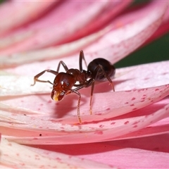 Papyrius sp. (genus) (A Coconut Ant) at Acton, ACT - 12 Nov 2024 by TimL