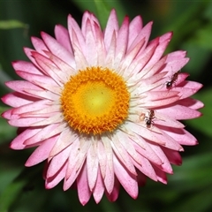 Papyrius sp. (genus) at Acton, ACT - suppressed