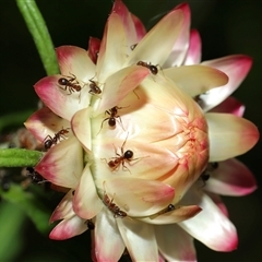 Papyrius sp. (genus) at Acton, ACT - suppressed