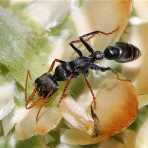 Myrmecia sp., pilosula-group at Acton, ACT - 13 Nov 2024