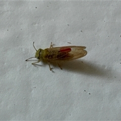 Psyllidae sp. (family) at Aranda, ACT - 14 Nov 2024 07:53 AM