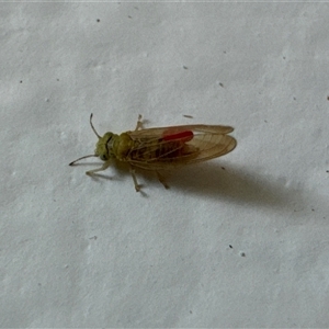 Psyllidae sp. (family) at Aranda, ACT - 14 Nov 2024 07:53 AM