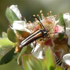 Trichomesia newmani (A longhorn beetle) at Colo Vale, NSW - 10 Nov 2024 by Curiosity