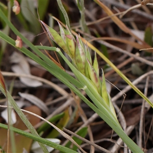 Rytidosperma sp. at Gundaroo, NSW - 11 Nov 2024 09:27 AM