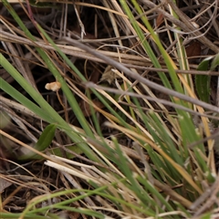 Rytidosperma sp. at Gundaroo, NSW - 11 Nov 2024 09:27 AM