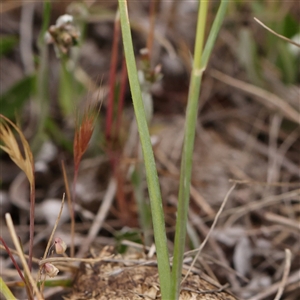 Rytidosperma sp. at Gundaroo, NSW - 11 Nov 2024 09:27 AM