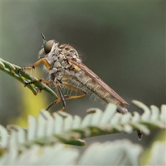 Cerdistus sp. (genus) (Slender Robber Fly) at Gundaroo, NSW - 10 Nov 2024 by ConBoekel