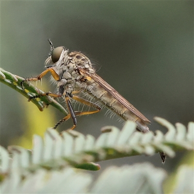 Cerdistus sp. (genus) (Slender Robber Fly) at Gundaroo, NSW - 11 Nov 2024 by ConBoekel