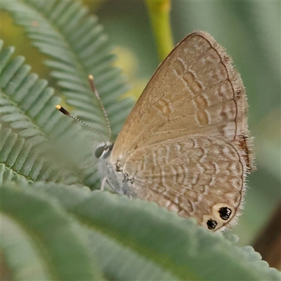 Nacaduba biocellata (Two-spotted Line-Blue) at Gundaroo, NSW - 11 Nov 2024 by ConBoekel