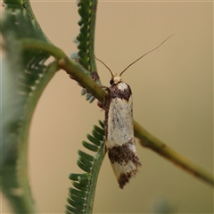 Olbonoma triptycha (Chezela Group) at Gundaroo, NSW - 11 Nov 2024 by ConBoekel