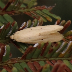 Atalopsis heniocha (A concealer moth) at Gundaroo, NSW - 11 Nov 2024 by ConBoekel