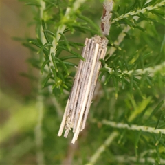 Psychidae (family) IMMATURE (Unidentified case moth or bagworm) at Gundaroo, NSW - 10 Nov 2024 by ConBoekel