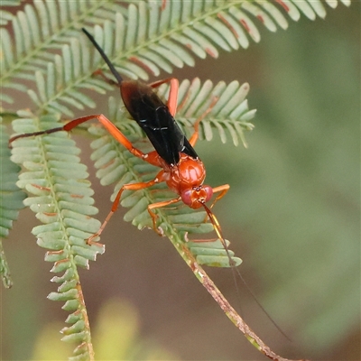 Lissopimpla excelsa (Orchid dupe wasp, Dusky-winged Ichneumonid) at Gundaroo, NSW - 11 Nov 2024 by ConBoekel