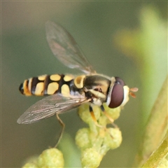 Simosyrphus grandicornis (Common hover fly) at Gundaroo, NSW - 10 Nov 2024 by ConBoekel