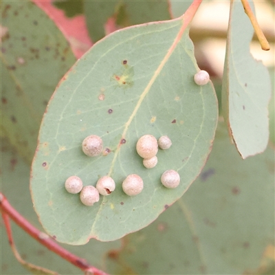 Unidentified Unidentified Insect Gall at Gundaroo, NSW - 10 Nov 2024 by ConBoekel