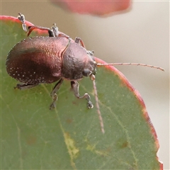 Edusella sp. (genus) (A leaf beetle) at Gundaroo, NSW - 11 Nov 2024 by ConBoekel