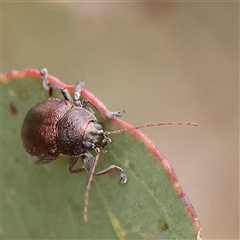 Edusella sp. (genus) at Gundaroo, NSW - 11 Nov 2024 09:14 AM