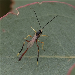 Heteropelma scaposum (Two-toned caterpillar parasite wasp) at Gundaroo, NSW - 10 Nov 2024 by ConBoekel