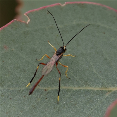 Heteropelma scaposum (Two-toned caterpillar parasite wasp) at Gundaroo, NSW - 11 Nov 2024 by ConBoekel