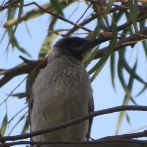 Philemon citreogularis at Dunlop, ACT - 13 Nov 2024 06:13 PM