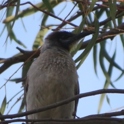 Philemon citreogularis (Little Friarbird) at Dunlop, ACT - 13 Nov 2024 by Christine