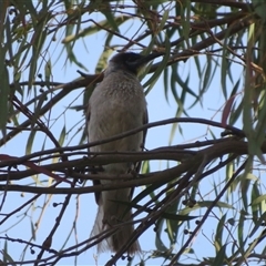 Philemon citreogularis at Dunlop, ACT - 13 Nov 2024 06:13 PM