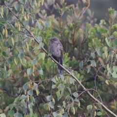 Anthochaera chrysoptera (Little Wattlebird) at Devonport, TAS - 5 Nov 2024 by LyndalT