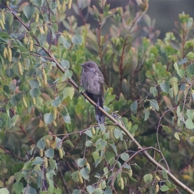 Anthochaera chrysoptera (Little Wattlebird) at Devonport, TAS - 5 Nov 2024 by LyndalT