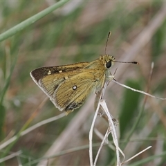 Trapezites luteus (Yellow Ochre, Rare White-spot Skipper) at Rendezvous Creek, ACT - 11 Nov 2024 by RAllen