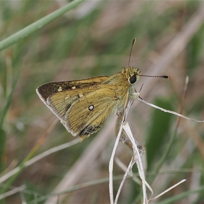 Trapezites luteus (Yellow Ochre, Rare White-spot Skipper) at Rendezvous Creek, ACT - 11 Nov 2024 by RAllen