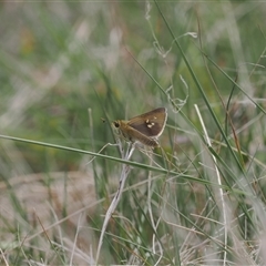 Trapezites luteus at Rendezvous Creek, ACT - 11 Nov 2024