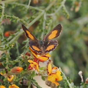 Paralucia aurifera at Rendezvous Creek, ACT - 11 Nov 2024