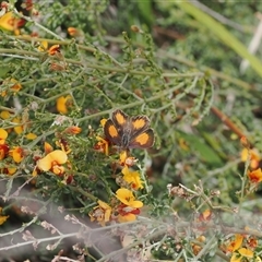 Paralucia aurifera at Rendezvous Creek, ACT - 11 Nov 2024 03:42 PM