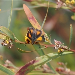 Paralucia aurifera at Rendezvous Creek, ACT - 11 Nov 2024 03:42 PM