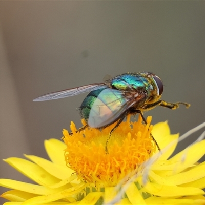 Rutilia (Chrysorutilia) sp. (genus & subgenus) (A Bristle Fly) at Deakin, ACT - 12 Nov 2024 by LisaH