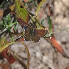 Neolucia agricola at Rendezvous Creek, ACT - 11 Nov 2024