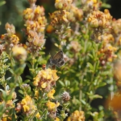 Neolucia agricola at Rendezvous Creek, ACT - 11 Nov 2024