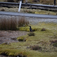 Strepera fuliginosa (Black Currawong) at Cradle Mountain, TAS - 6 Nov 2024 by LyndalT