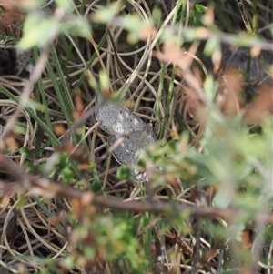 Taxeotis intermixtaria at Rendezvous Creek, ACT - 11 Nov 2024 03:54 PM