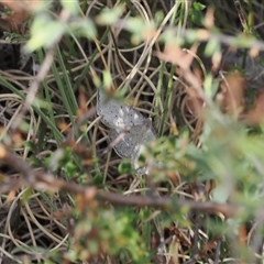 Taxeotis intermixtaria at Rendezvous Creek, ACT - 11 Nov 2024