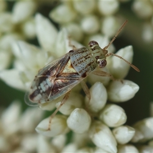 Germalus victoriae at Hughes, ACT - 12 Nov 2024 11:02 AM