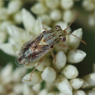 Germalus victoriae (A seed bug) at Hughes, ACT - 12 Nov 2024 by LisaH