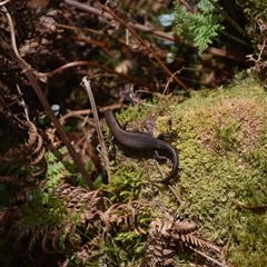 Unidentified Skink at Cradle Mountain, TAS - 6 Nov 2024 by LyndalT