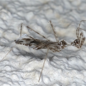 Stenolemus sp. (genus) at Ainslie, ACT - 13 Nov 2024