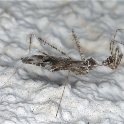 Stenolemus sp. (genus) (Thread-legged assassin bug) at Ainslie, ACT - 13 Nov 2024 by jb2602