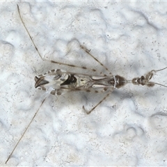 Stenolemus sp. (genus) at Ainslie, ACT - 13 Nov 2024